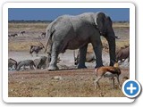 Diverse wildlife of Nambia
