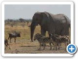 Etosha wildlife scene