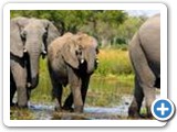 Kavango elephants