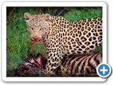 Leopard killed a zebra calf