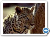 Leopards of Namibia
