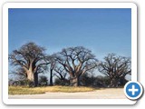 Makgadikgadi Pans and Baynes baobabs