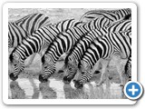 Herd of zebra
