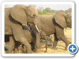 Elephants in Zimbabwe