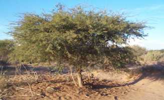 Young Camel thorn tree in the Sossusvlei region of Namibia