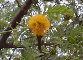 Camel thorn flowers