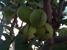 Green fruit of the Common Poison-bush used for arrow poison
