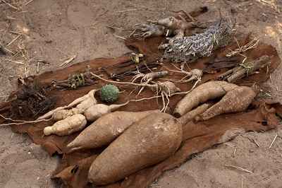 Plants and root used by the San and African tribes to tan leather.