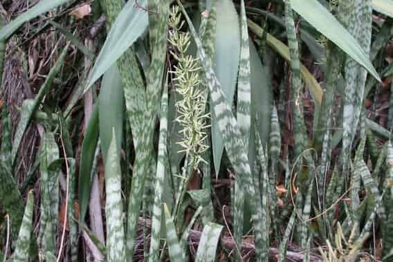 Sansevieria (Mother In-law tongue) used for making rope by the San people