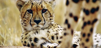 Cheetahs of the Namib Desert