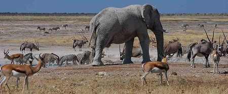 Namibia is one of the top wildlife photographic destinations in Southern Africa