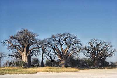 Baynes Baobabs in the Makgadikgadi Pans, Botswana
