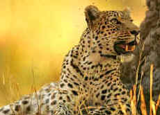 Ultimate Botswana overland safari covering all top attractions and Victoria Falls