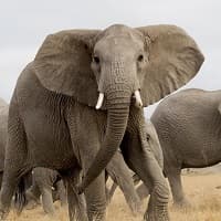 Affordable private safaris in Namibia