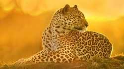 African leopard