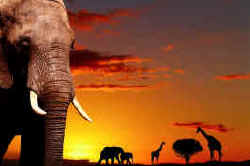 African safari adventure exploring the Okavango Delta, Moremi, Chobe, Victoria Falls and Northern Namibian Game Reaserves