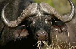 Botswana Adventures and Tour Packages: Explore the top wildlife destinations in Botswana on this short camping safari!