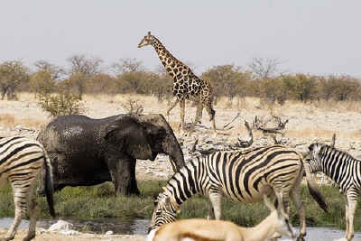 Affordable camping or lodge safri tour: Experience the scenic beauty and amazing wildlife of south-western Africa on this comfortable overland adventure.