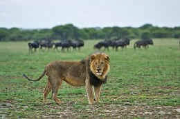 Lions of Namibia