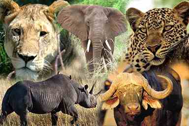 Top quality wildlife safari in the Kruger National Park combined with the vibrant city of Cape Town.