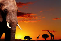 Namibia Vacation Tour Packages: Explore the top wildlife destinations in Namibia on this short camping safari!