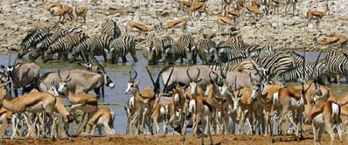 Affordable small group family camping safaris