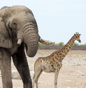 Spectacular wildlife and scenic diversity of Namibia