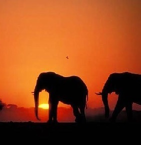 Famous destinations of the Okavango Delta, Chobe and Moremi