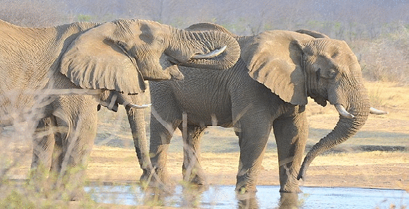 Affordable small group wildlife camping safaris and lodge tours to Etosha National Park