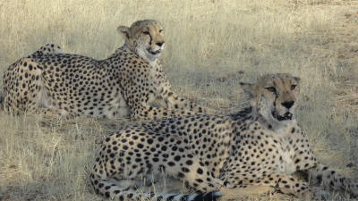 Cheetah - Predator cats on African safari tours