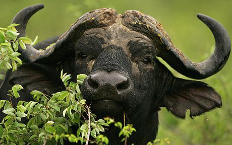 African Buffalo