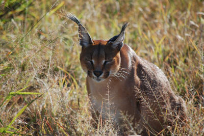 Caracal - Wild cats of Africa