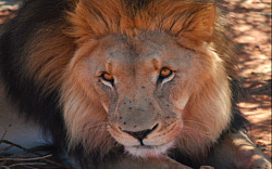 Lion - safaris exploring the wildlife of Southern Africa
