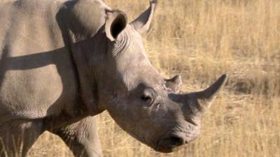 Rhino - Endangered wildlife of Africa