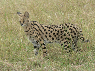 Serval - Predator cats of Southern Africa