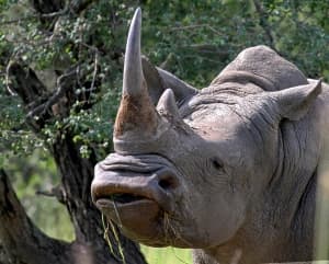 Never seen a white or black rhino, but many grey ones. Why?
